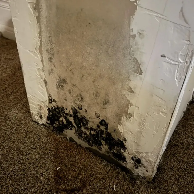 Professional Mold Removal in Minooka, IL